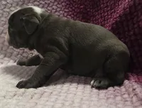 Spruce, a male Olde English Bulldogge for sale in Athol, ID – Photo 5 of 8