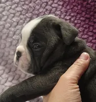 Spruce, a male Olde English Bulldogge for sale in Athol, ID – Photo 7 of 8