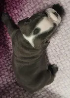 Spruce, a male Olde English Bulldogge for sale in Athol, ID – Photo 6 of 8