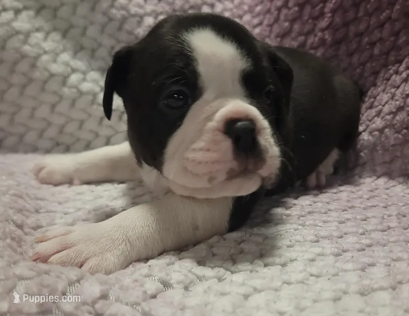 Magnolia  – Olde English Bulldogge puppy for sale in Athol, ID