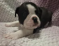 Magnolia , a female Olde English Bulldogge for sale in Athol, ID – Photo 1 of 8