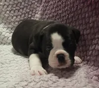 Magnolia , a female Olde English Bulldogge for sale in Athol, ID – Photo 2 of 8