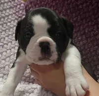 Magnolia , a female Olde English Bulldogge for sale in Athol, ID – Photo 7 of 8