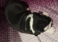 Magnolia , a female Olde English Bulldogge for sale in Athol, ID – Photo 6 of 8