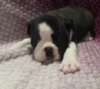 Magnolia , a female Olde English Bulldogge for sale in Athol, ID – Photo 3 of 8