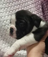 Magnolia , a female Olde English Bulldogge for sale in Athol, ID – Photo 8 of 8