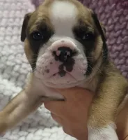 Cedar, a male Olde English Bulldogge for sale in Athol, ID – Photo 6 of 8