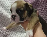 Cedar, a male Olde English Bulldogge for sale in Athol, ID – Photo 5 of 8