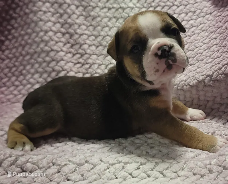 Cedar – Olde English Bulldogge puppy for sale in Athol, ID