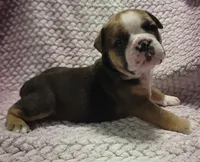 Cedar, a male Olde English Bulldogge for sale in Athol, ID – Photo 1 of 8