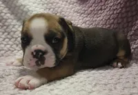 Cedar, a male Olde English Bulldogge for sale in Athol, ID – Photo 3 of 8