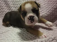 Cedar, a male Olde English Bulldogge for sale in Athol, ID – Photo 4 of 8