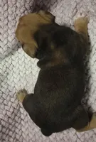 Cedar, a male Olde English Bulldogge for sale in Athol, ID – Photo 7 of 8