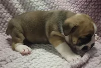 Fir, a male Olde English Bulldogge for sale in Athol, ID – Photo 2 of 9