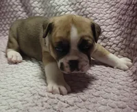 Fir, a male Olde English Bulldogge for sale in Athol, ID – Photo 4 of 9