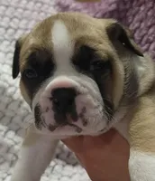 Fir, a male Olde English Bulldogge for sale in Athol, ID – Photo 8 of 9