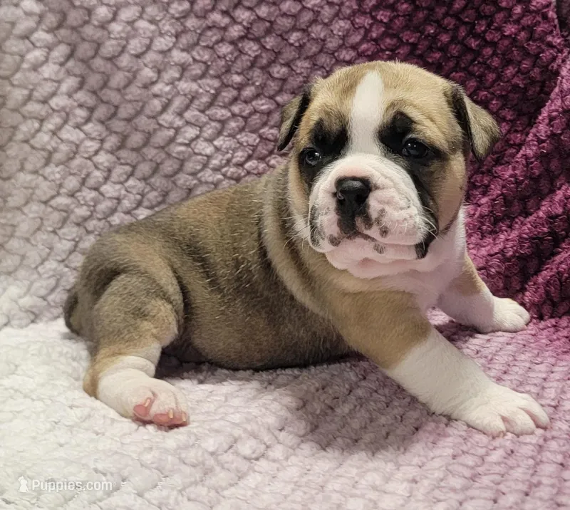 Fir – Olde English Bulldogge puppy for sale in Athol, ID