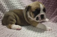 Fir, a male Olde English Bulldogge for sale in Athol, ID – Photo 3 of 9