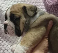 Fir, a male Olde English Bulldogge for sale in Athol, ID – Photo 9 of 9