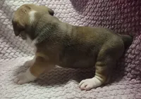 Fir, a male Olde English Bulldogge for sale in Athol, ID – Photo 7 of 9