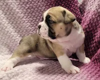 Fir, a male Olde English Bulldogge for sale in Athol, ID – Photo 5 of 9