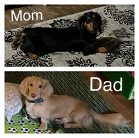 Pink nose, a male Dachshund for sale in Chillicothe, OH – 2 of 9