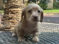 Pink nose, a male Dachshund for sale in Chillicothe, OH – 3 of 9