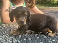 Baby bear, a male Dachshund for sale in Chillicothe, OH – 3 of 9
