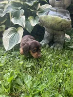 Baby bear, a male Dachshund for sale in Chillicothe, OH – 4 of 9