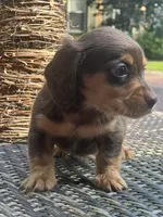 Baby bear, a male Dachshund for sale in Chillicothe, OH – 5 of 9