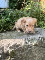 Merle nose, a male Dachshund for sale in Chillicothe, OH – 2 of 9