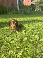 Baby bear, a male Dachshund for sale in Chillicothe, OH – 8 of 9