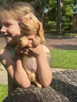 Pink nose, a male Dachshund for sale in Chillicothe, OH – 6 of 9