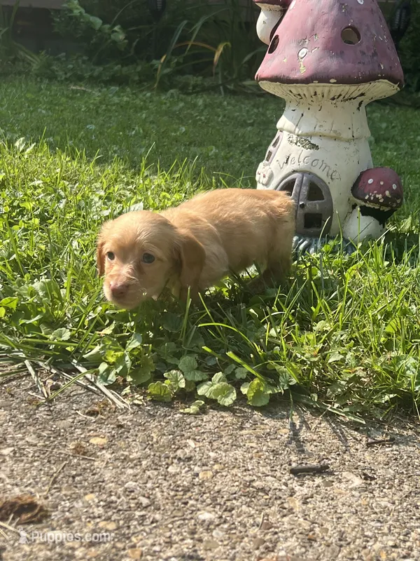 Pink nose – Dachshund puppy for sale in Chillicothe, OH