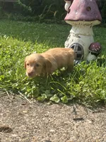 Pink nose, a male Dachshund for sale in Chillicothe, OH – 1 of 9