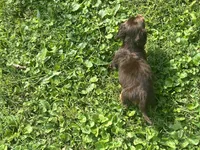 Baby bear, a male Dachshund for sale in Chillicothe, OH – 7 of 9