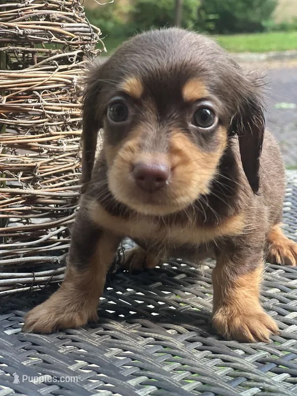 Baby bear – Dachshund puppy for sale in Chillicothe, OH