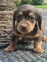 Baby bear, a male Dachshund for sale in Chillicothe, OH – 1 of 9
