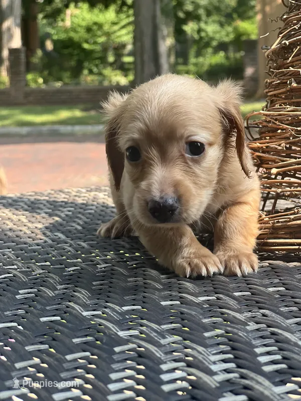 Merle nose – Dachshund puppy for sale in Chillicothe, OH