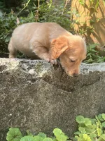 Merle nose, a male Dachshund for sale in Chillicothe, OH – 7 of 9