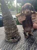 Baby bear, a male Dachshund for sale in Chillicothe, OH – 6 of 9