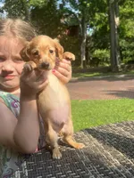 Merle nose, a male Dachshund for sale in Chillicothe, OH – 6 of 9