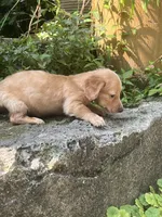 Merle nose, a male Dachshund for sale in Chillicothe, OH – 5 of 9