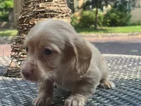 Pink nose, a male Dachshund for sale in Chillicothe, OH – 9 of 9
