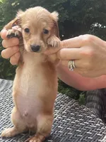 Merle nose, a male Dachshund for sale in Chillicothe, OH – 4 of 9
