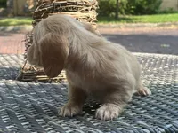 Pink nose, a male Dachshund for sale in Chillicothe, OH – 8 of 9