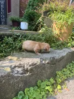 Merle nose, a male Dachshund for sale in Chillicothe, OH – 3 of 9