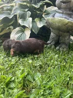 Baby bear, a male Dachshund for sale in Chillicothe, OH – 2 of 9