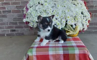 Bailey , a female Pembroke Welsh Corgi for sale in Grabill, IN – 4 of 8
