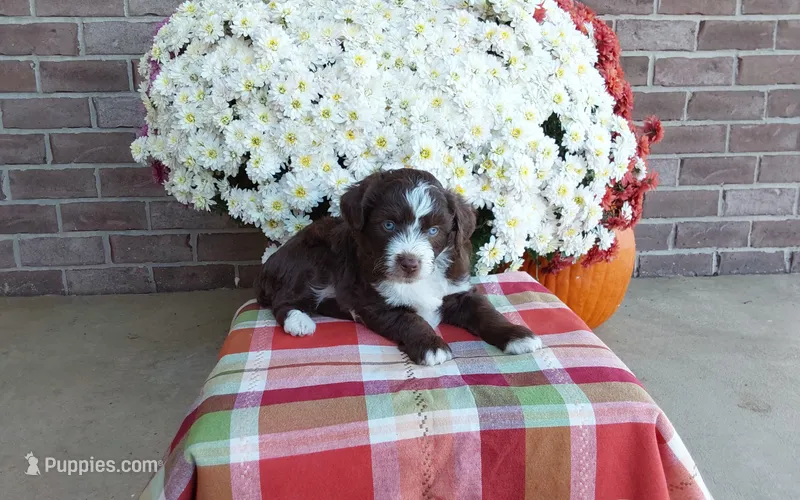 Tucker , a male Australian Shepherd and Poodle - Miniature  for sale in Grabill, IN – 1 of 8